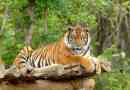 Bengáli tigris